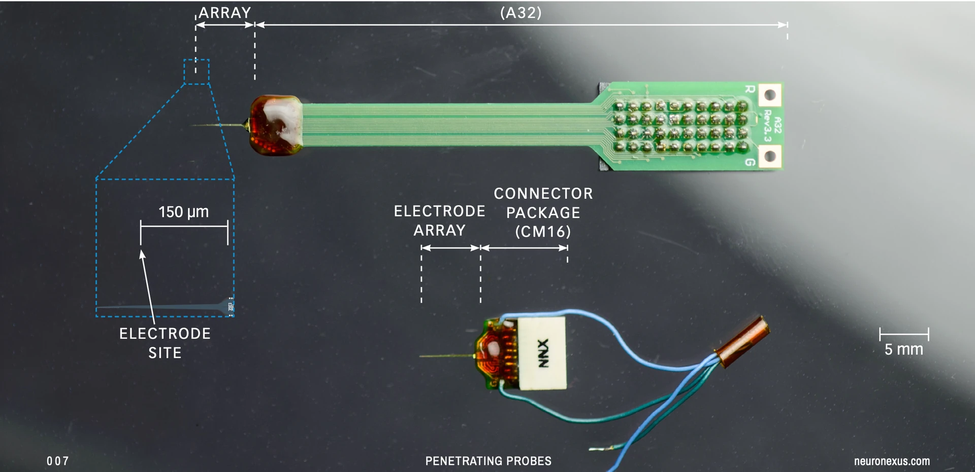 Anatomy of a NeuroNexus penetrating probe: the electrode array joined to its connector package, shown on an A32 board and a CM16 package, with an inset magnifying the electrode sites near the tip against a 150 µm scale; 5 mm scale bar