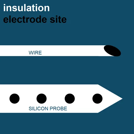 A wire electrode records from one exposed tip where its insulation ends; a silicon probe has several electrode sites patterned along its shank.